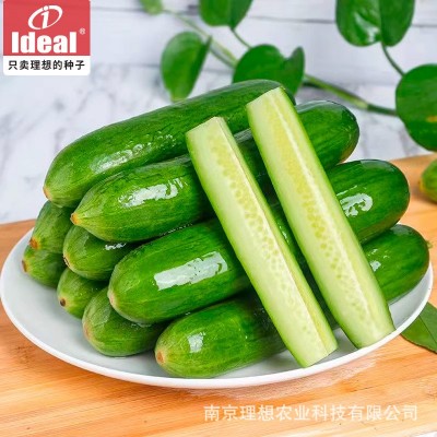 水果黄瓜种子甜脆全年四季播种无刺小黄瓜种子阳台盆栽蔬菜籽理想图2