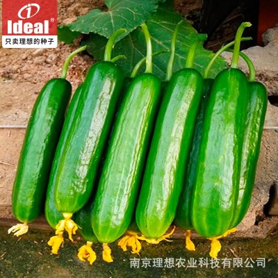 水果黄瓜种子甜脆全年四季播种无刺小黄瓜种子阳台盆栽蔬菜籽理想图4