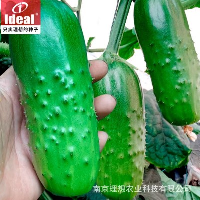 高产秋瓜水果黄瓜种子种籽菜籽青瓜老品种春秋蔬菜种子厂家批发图3