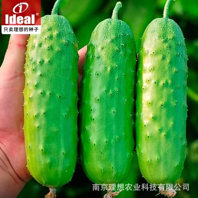 高产秋瓜水果黄瓜种子种籽菜籽青瓜老品种春秋蔬菜种子厂家批发图2