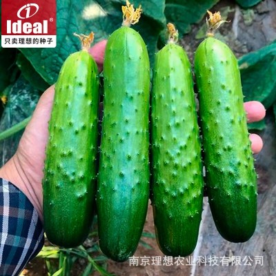高产秋瓜水果黄瓜种子种籽菜籽青瓜老品种春秋蔬菜种子厂家批发图4