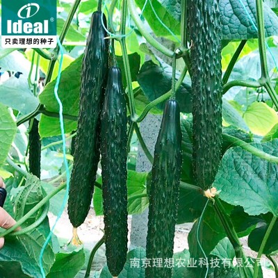 理科研杂交密刺黄瓜种子高产春夏秋季种子耐热甜脆绿瓢厂家批发图2