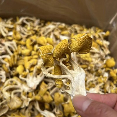 云南特产鸡油菌干蘑菇鸡油菌黄丝菌食用菌榆黄菇干货厂家直销图2