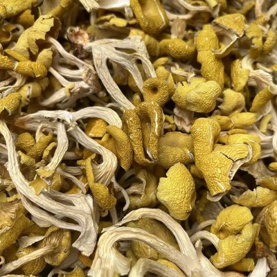 云南特产鸡油菌干蘑菇鸡油菌黄丝菌食用菌榆黄菇干货厂家直销图3
