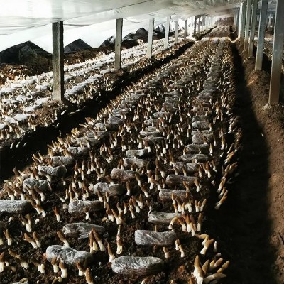羊肚菌干货云南原产地批发价便宜羊肚菌干菌一件代发规格齐全批发图2