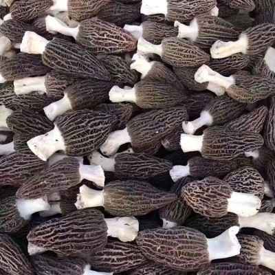 野森达羊肚菌干货特级精选云南特产新鲜菌菇蘑菇汤料包500g菌类图4