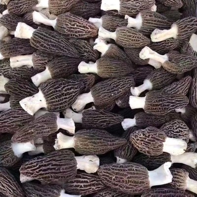 野森达羊肚菌干货特级精选云南特产新鲜菌菇蘑菇汤料包500g菌类图3