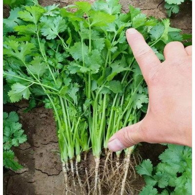 批发四季香菜种子室内盆栽庭院大叶芫荽香菜籽蔬菜种子公司图3