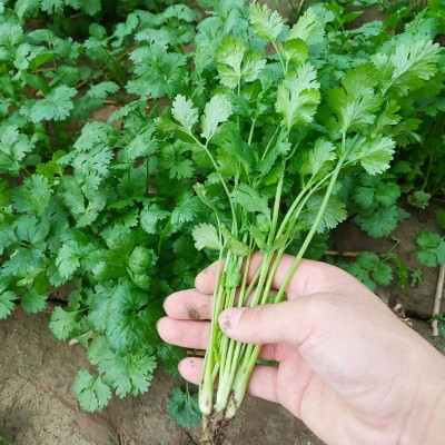 批发四季香菜种子室内盆栽庭院大叶芫荽香菜籽蔬菜种子公司图4