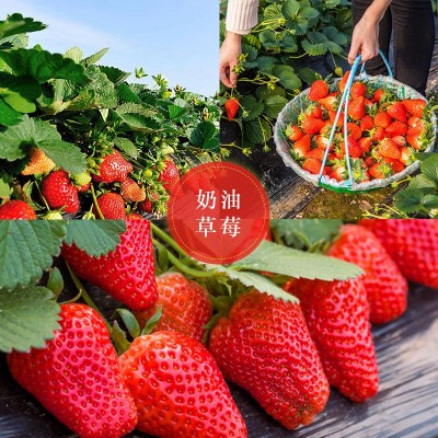 草莓种子四季播种室内阳台盆栽水果农家蔬菜种子秋冬菜籽草莓籽种图4
