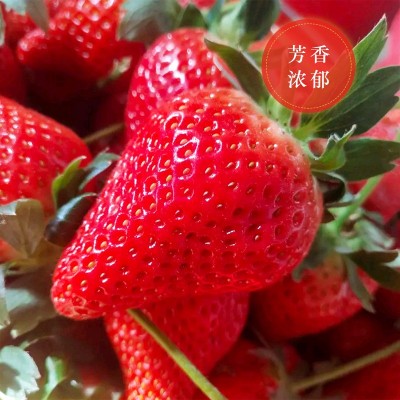 草莓种子四季播种室内阳台盆栽水果农家蔬菜种子秋冬菜籽草莓籽种图2