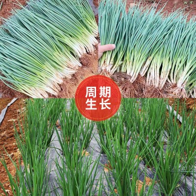 四季小香葱种子 农田菜地农户盆栽种植早熟蔬菜种子小葱籽图3