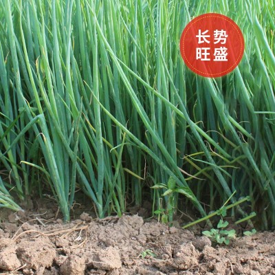 四季小香葱种子 农田菜地农户盆栽种植早熟蔬菜种子小葱籽图2