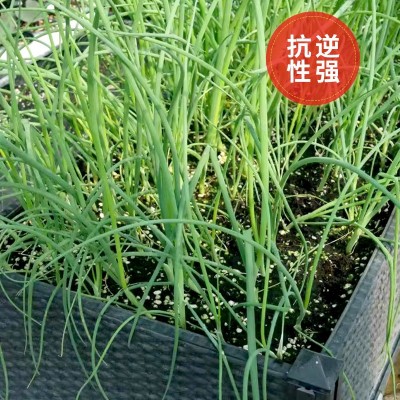 四季小香葱种子 农田菜地农户盆栽种植早熟蔬菜种子小葱籽图4