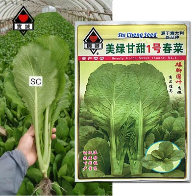 实诚美绿甘甜1号春菜种子赤叶矮脚春菜四季蔬菜种籽大田用种批发图3