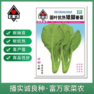 实诚美绿甘甜1号春菜种子赤叶矮脚春菜四季蔬菜种籽大田用种批发