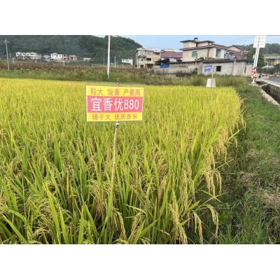 厂家直供水稻种子 宜优880 适应性广 产量高 抗性好 米质优图5