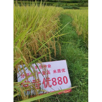 厂家直供水稻种子 宜优880 适应性广 产量高 抗性好 米质优图3