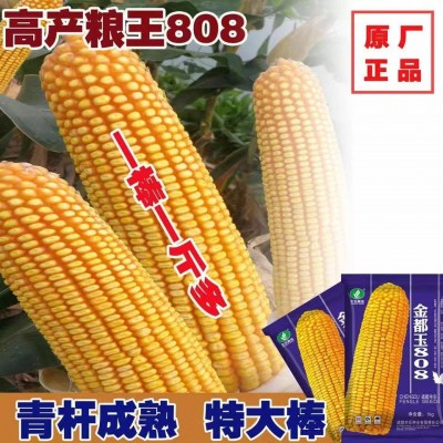 厂家直供玉米种子 金都玉808 适应性广 产量高 抗性好 1kg/袋图5