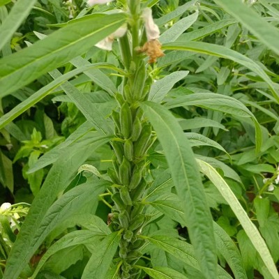 地雷芝芝麻种籽生产源头高产白芝麻种子抗病芝麻黑芝麻种子批发厂图4