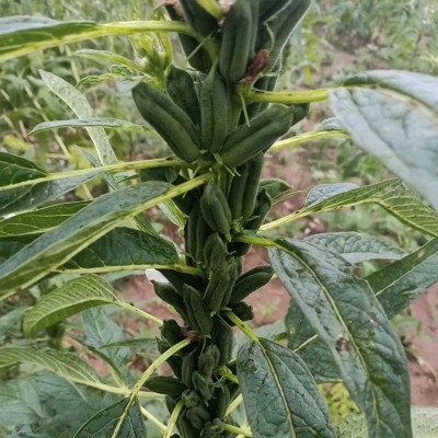 地雷芝芝麻种籽生产源头高产白芝麻种子抗病芝麻黑芝麻种子批发厂图2