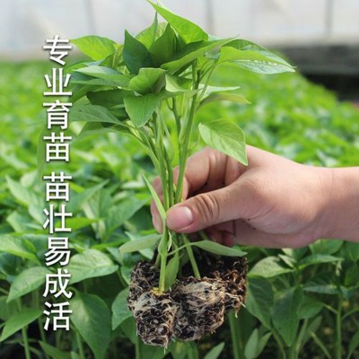 供应辣椒苗种子 薄皮椒七彩辣椒苗 四季阳台盆栽青线椒苗盆栽批发图2