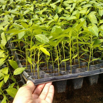 供应辣椒苗种子 薄皮椒七彩辣椒苗 四季阳台盆栽青线椒苗盆栽批发图3