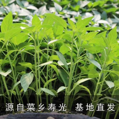 供应辣椒苗种子 薄皮椒七彩辣椒苗 四季阳台盆栽青线椒苗盆栽批发图4