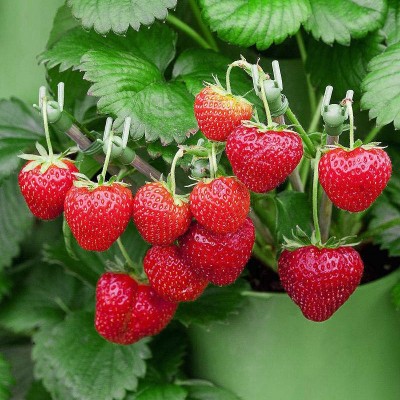 草莓种籽子草莓种子食用蔬菜四季播种易种室内阳台盆栽苗室外花种图2