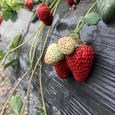 草莓种籽子草莓种子食用蔬菜四季播种易种室内阳台盆栽苗室外花种图4
