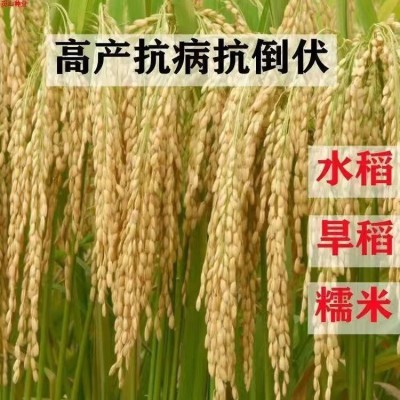 高产水稻种子可留种常规直播旱稻种旱谷香米旱稻籽糯谷种稻谷种子图3