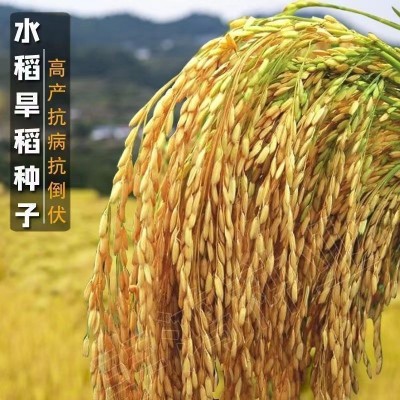 高产水稻种子可留种常规直播旱稻种旱谷香米旱稻籽糯谷种稻谷种子图2