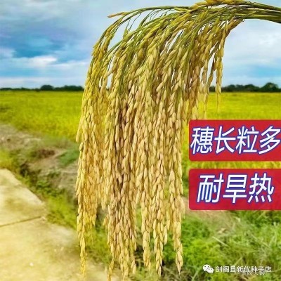 高产水稻种子可留种常规直播旱稻种旱谷香米旱稻籽糯谷种稻谷种子图4