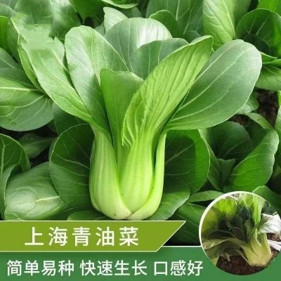 上海青菜籽种子蔬菜种籽大全优良种籽青菜耐寒抗病四季菜种孑秋冬图2