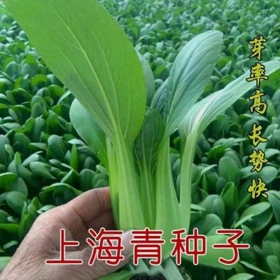 上海青菜籽种子蔬菜种籽大全优良种籽青菜耐寒抗病四季菜种孑秋冬图3