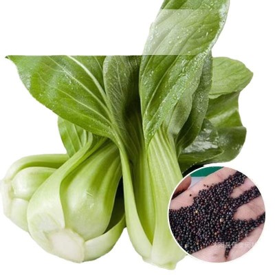 上海青菜籽种子蔬菜种籽大全优良种籽青菜耐寒抗病四季菜种孑秋冬图5