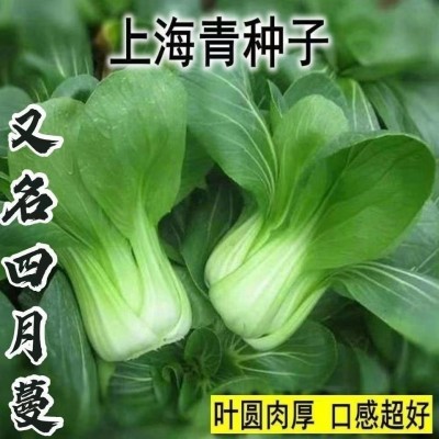 上海青菜籽种子蔬菜种籽大全优良种籽青菜耐寒抗病四季菜种孑秋冬图4