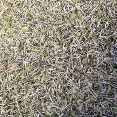 2022年福鼎管阳春茶花香白牡丹高山日晒白茶散茶装500克厂家直供图2
