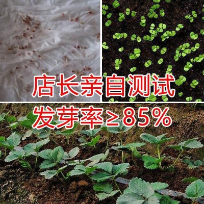 草莓种子四季好养易活结果易爆盆室内外特大奶油草莓籽盆栽花种子图3