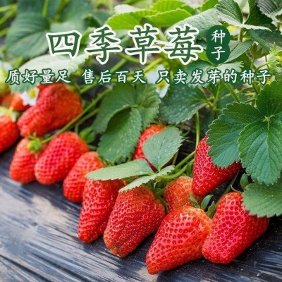 草莓种子四季好养易活结果易爆盆室内外特大奶油草莓籽盆栽花种子图4