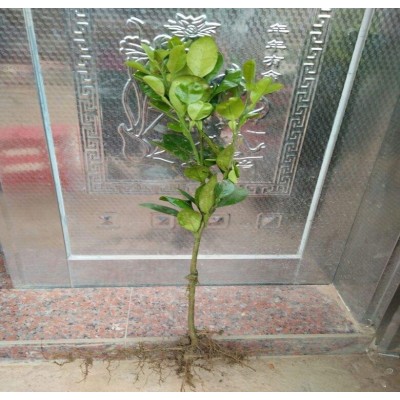 基地批发柚子树苗三红心蜜柚地栽南北方种植结果嫁接沙田柚子苗树图2