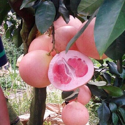 基地批发柚子树苗三红心蜜柚地栽南北方种植结果嫁接沙田柚子苗树图4