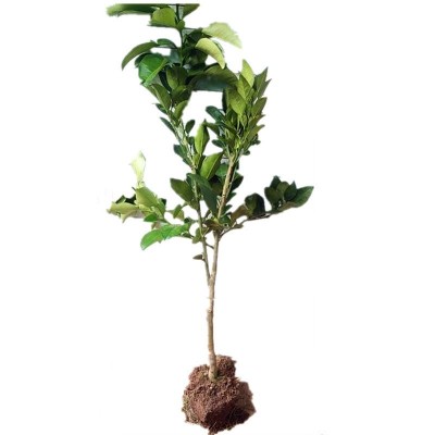 基地批发柚子树苗三红心蜜柚地栽南北方种植结果嫁接沙田柚子苗树图5