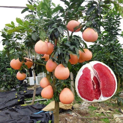 基地批发柚子树苗三红心蜜柚地栽南北方种植结果嫁接沙田柚子苗树图1