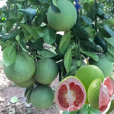 基地批发柚子树苗三红心蜜柚地栽南北方种植结果嫁接沙田柚子苗树图3