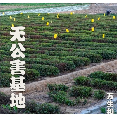 万生和板栗浓豆香日照巨峰厂家批发一级散装2023新茶山东日照绿茶图4