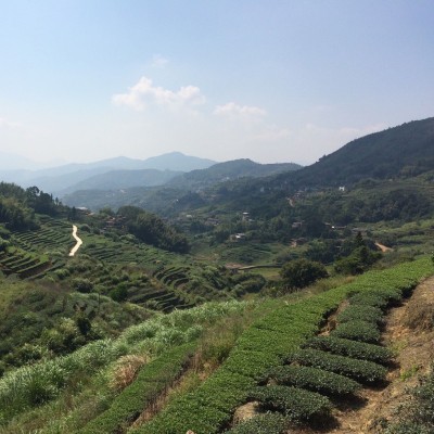 浓香型铁观音茶叶批发茶厂直销高山茶园碳焙铁观音乌龙茶批发一级图4