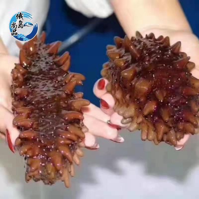 俄罗斯 二红 进口淡干海参50g 淡干海参干货淡干海参海鲜批发现供图3