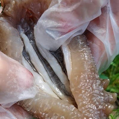 俄罗斯海参二红海参干货俄岛进口海鲜水产六排刺淡干海参50g零售图2