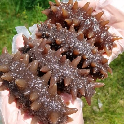 俄罗斯海参二红海参干货俄岛进口海鲜水产六排刺淡干海参50g零售图4